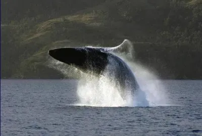 animales