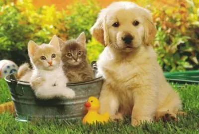 animales