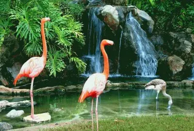 animales