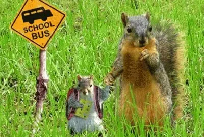 animales jigsaw puzzle