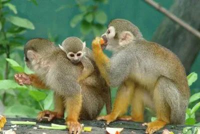 animales