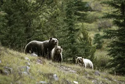 animales
