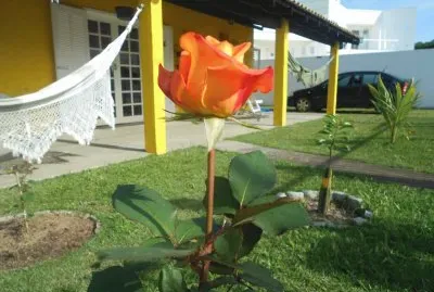 פאזל של Flores frutas e verdes