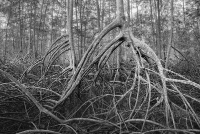 manglar en ecuador national geographic