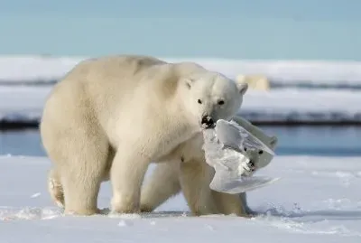 osos en alaska national geographic