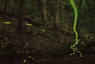 פאזל של tenesse national geographic