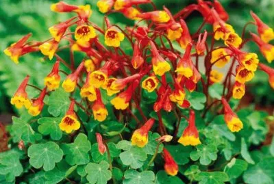 capucine tubÃ©reuse