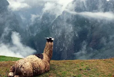 ALPACA jigsaw puzzle