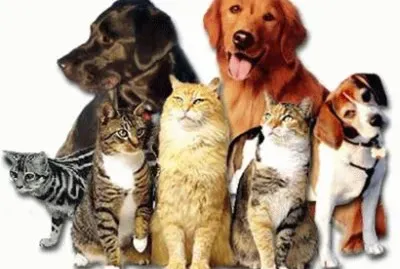 BICHINHOS DE ESTIMAÃ‡ÃƒO