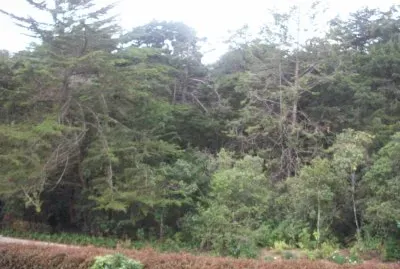 פאזל של Arboles