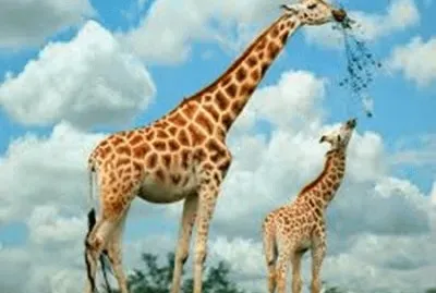 פאזל של animais