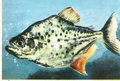 PEIXE