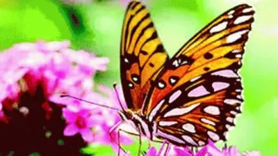 BORBOLETAS jigsaw puzzle