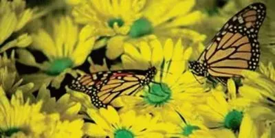 BORBOLETAS jigsaw puzzle