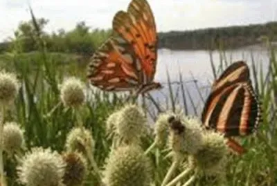 BORBOLETAS jigsaw puzzle