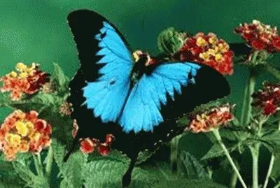 BORBOLETAS jigsaw puzzle