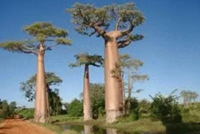 NATUREZA jigsaw puzzle