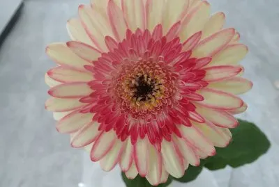 gerbera anniversaire