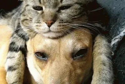 bichinhos de estimaÃ§Ã£o