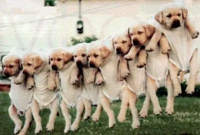 bichinhos de estimaÃ§Ã£o