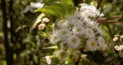 פאזל של espumilla