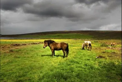 animales