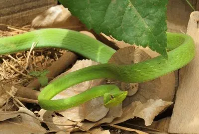 Cobra Verde