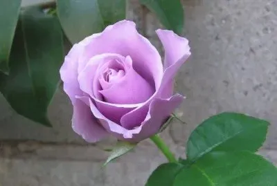 Rosas 5