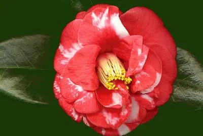 camelia