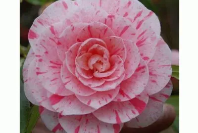 camelia
