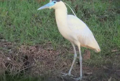 GarÃ§a Real