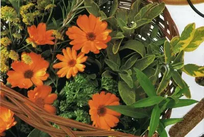 Calendules