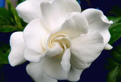 gardenia