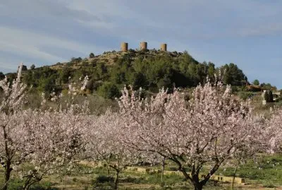 Amandiers jigsaw puzzle