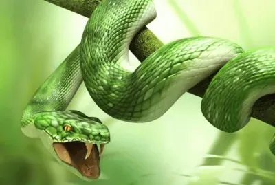 פאזל של animales