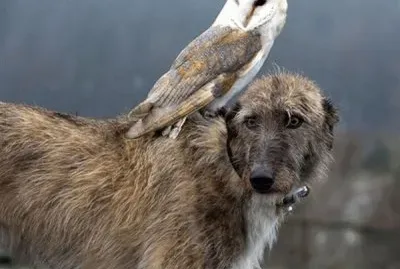 animales