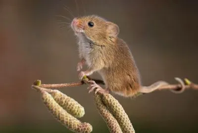 animales