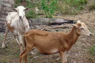 פאזל של animales