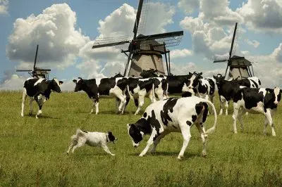פאזל של animales