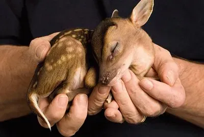 animales