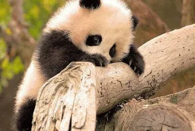 animales