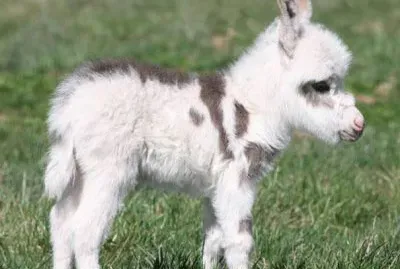 animales