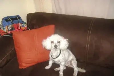 פאזל של Aqui podras jugar la variacion de tus mascotas de todo los tipos de perritos favoritos......