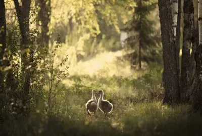 פאזל של animales