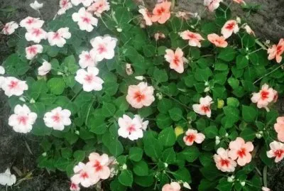 Primavera