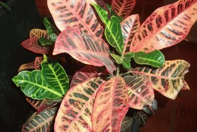 Planta multicolor