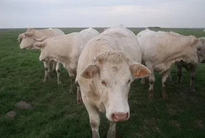 vaches