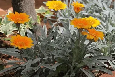 gazanias jigsaw puzzle