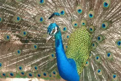 Animals and Travel jigsaw puzzle