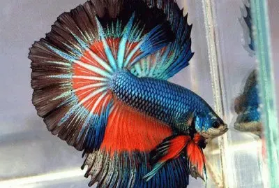 BETTA